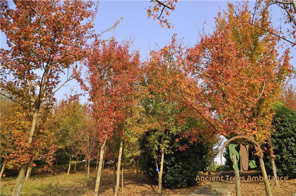 ��t���Ǘ�